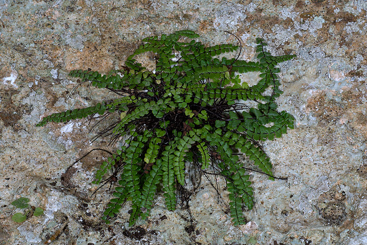 Asplenium trichomanes L. subsp. inexpectans Lovis